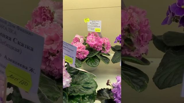 Выставка «У природы нет плохой погоды - 2022», 18-28.11.2022 #фиалка #выставкафиалок #africanviolet смотреть онлайн