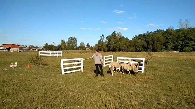 Обучающие тренировки пастушьих собак - бриар Айриш. Подготовка к соревнованиям смотреть онлайн