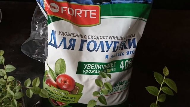 Что не так с Голубикой Бонус? Медленно растет смотреть онлайн