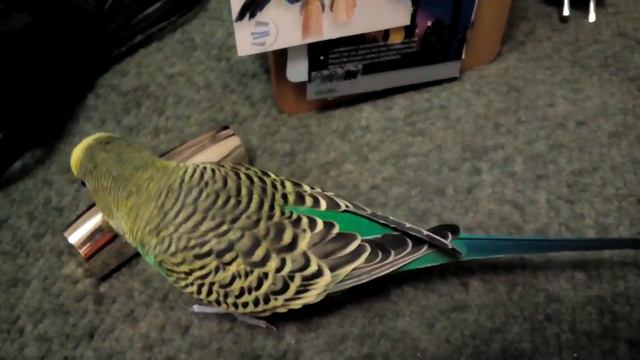 Попугайчик Гриша считает, что  блестящая помада должна быть в каждом доме