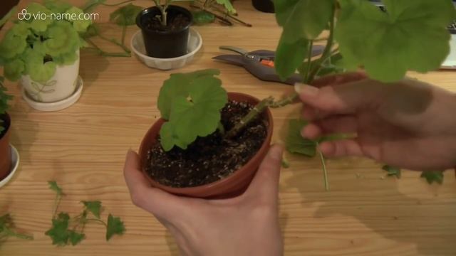 Пеларгонии: весенняя обрезка смотреть онлайн