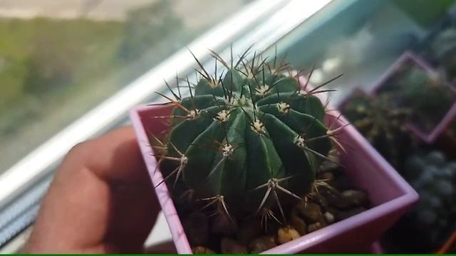 Мелокактус. Уход за кактусом. Коротко о кактусе. Цветение кактуса. смотреть онлайн