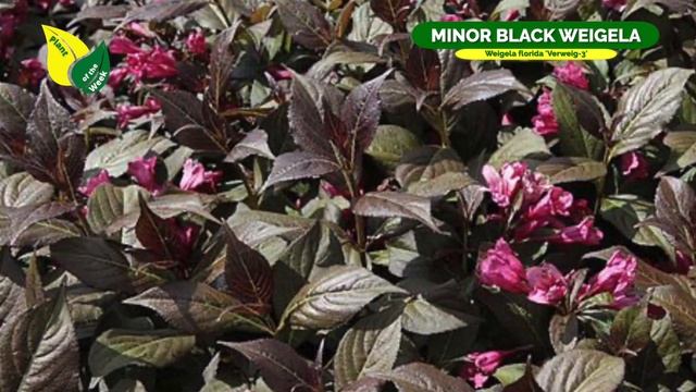 MINOR BLACK WEIGELA | Weigela Florida 'Verweig 3' | Perennial Shrub