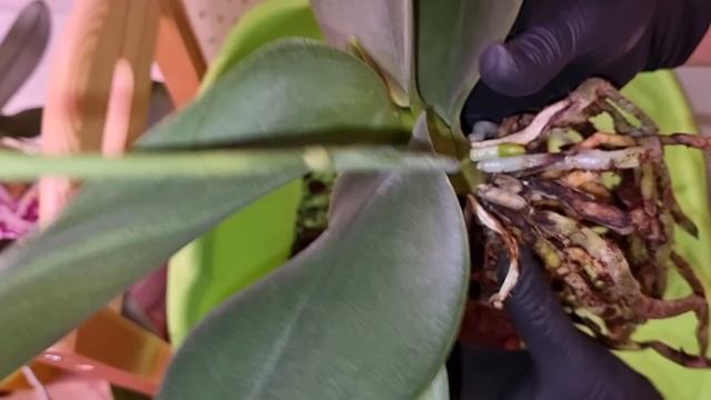 ПОДГОТОВКА ОРХИДЕИ к ПЕРЕСАДКЕ | Phal. Dragon Tale смотреть онлайн