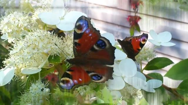 30 Дачные картинки. Бабочки. смотреть онлайн