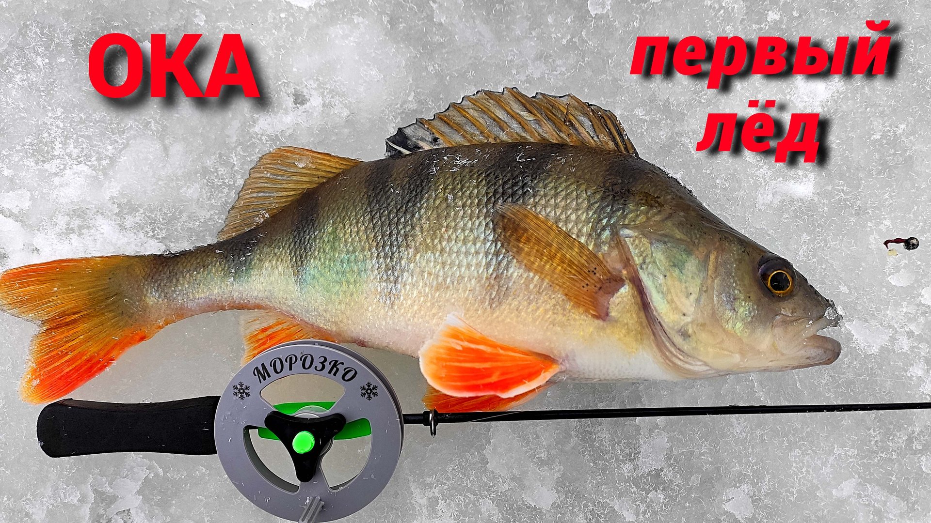 ПЕРВЫЙ ЛЁД на ОКЕ. МОРДАТЫЕ ОКУНЯ на КАЛУЖСКИЙ ШАРИК и ЧЕРНОБЫЛЬНИК. смотреть онлайн