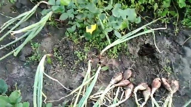 А вот и мой шалот Голландец и Сорокозубка, 17 июля 2021г. На улице +35, лук уже не растет смотреть онлайн