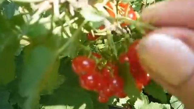 сбор красной смородины смотреть онлайн