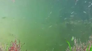 Речковая рыба! Учим рыбку разпознавать!!!