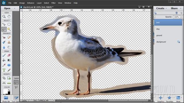 How You Can Use Photoshop Elements Blending Pictures - How To Combine Animals In Photo Tutorial
