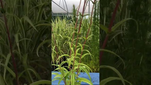 Rosy Hardys 7 favourite Penstemon смотреть онлайн