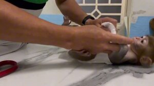 Маленькая обезьянка.