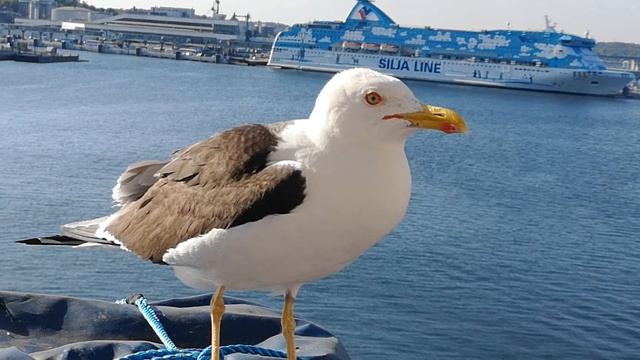Шведская чайка разговаривает смотреть онлайн