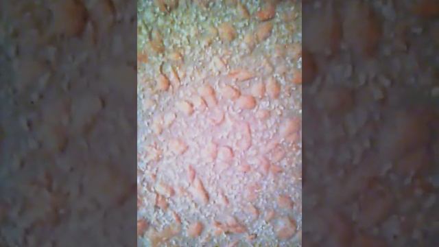 ВОТ КАКАЯ ДОЛЖНА БЫТЬ ШУБА смотреть онлайн