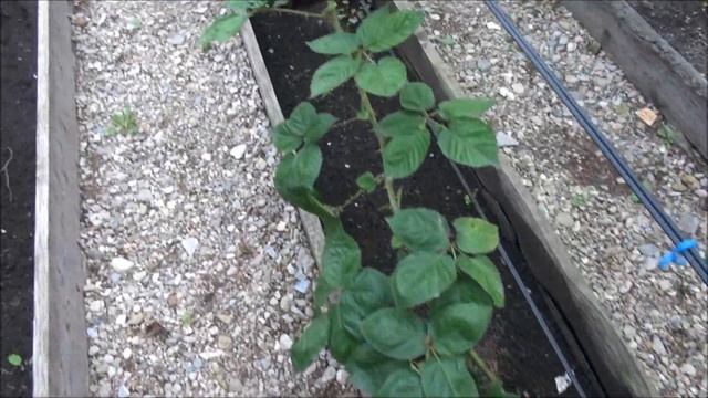 О вызревании лозы смотреть онлайн