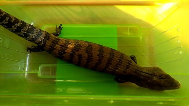 взвешиваем и кормим сцинка смотреть онлайн