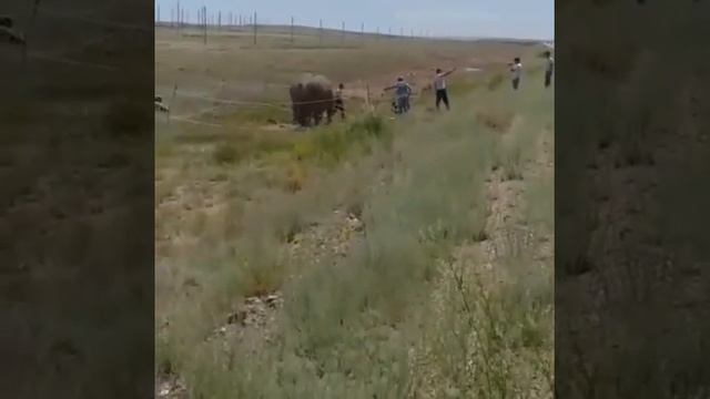 Слоны по казахстанской степи. смотреть онлайн