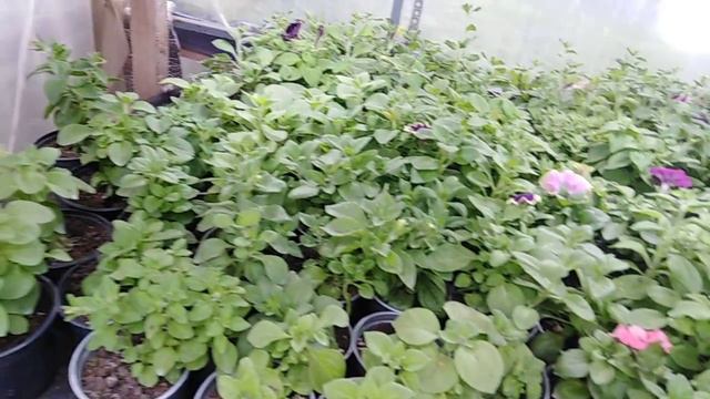 ОБЗОР ТЕПЛИЦ В КОНЦЕ МАРТА! смотреть онлайн