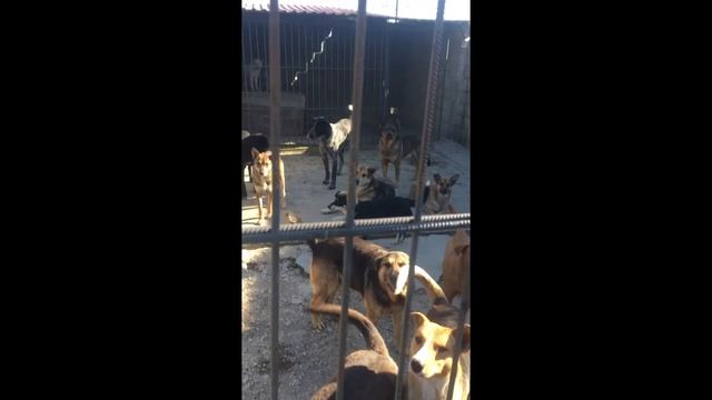 Приют для бездомных и безнадзорных животных в Орловке (Севастополь) смотреть онлайн