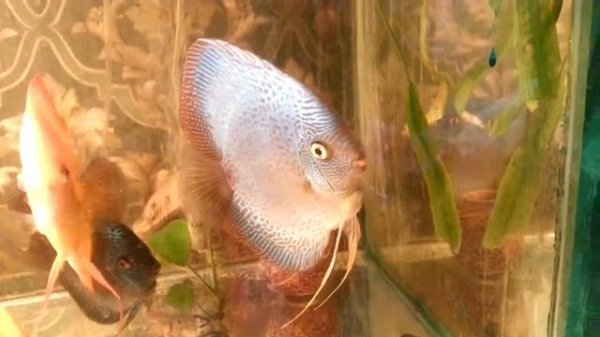 как содержать дискусов, HOW TO: Keep Discus, la deposizione delle uova Discus, Breeding of discus