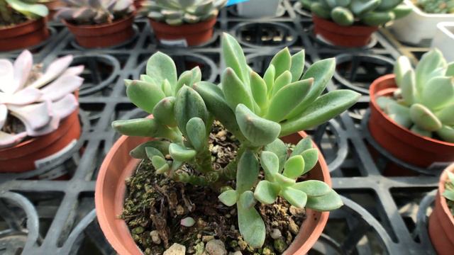 Echeveria cv. Rezry 多肉植物辨識 紫心 смотреть онлайн