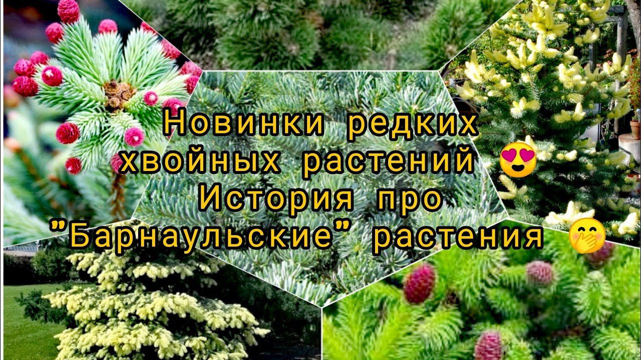 Новиночки редких хвойных растений История про "Барнаульские" растения 28 Июня 2023г смотреть онлайн