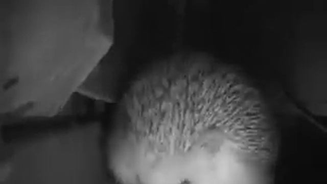 Ежик чихнул) смотреть онлайн