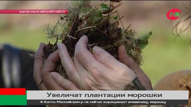 В Югре морошку будут выращивать в промышленных масштабах смотреть онлайн