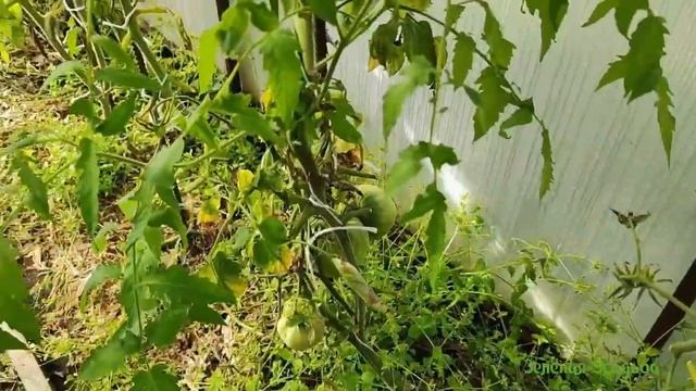 Борюсь до последнего за урожай/ Ночные заморозки смотреть онлайн