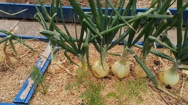 Уборка лука (Exhibition)