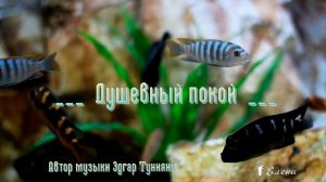 Душевный покой *