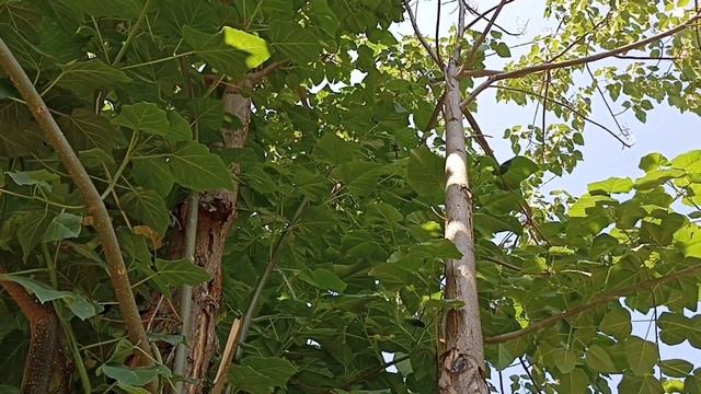 Павловния в Киевском Ботсаду им.Фомина. Дуб - под которым сидел Т.Г.Шевченко. смотреть онлайн