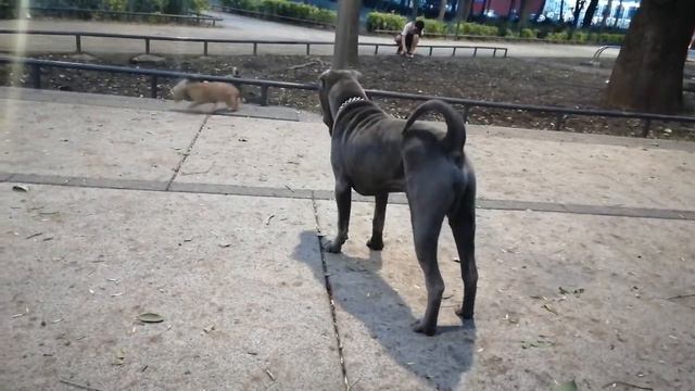 Sharpei - 7 months and healthy (2) смотреть онлайн