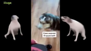 Собаки танцуют под музыку