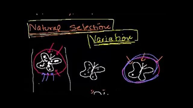 Utangulizi+wa+Mabadiliko+ya+uteuzi+asili+ +Introduction+to+Evolution+and+Natural+Selection смотреть онлайн