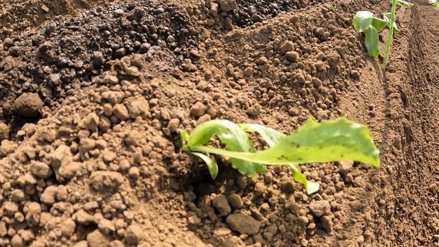 Укладка нетканого материала. #салат #айсберг #lettuce #lettucegrow #lettucesalad #овощи #агроном смотреть онлайн