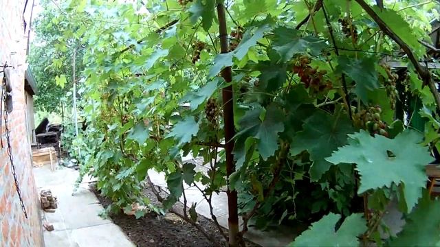 Гибридная форма винограда Красотка смотреть онлайн