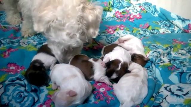 Coton de Tulear Chihuahua Welpen 2016 смотреть онлайн