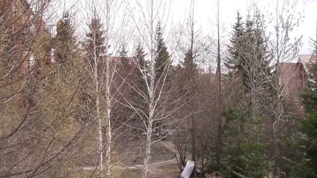 Пихта  Разрушаем миф о пихте