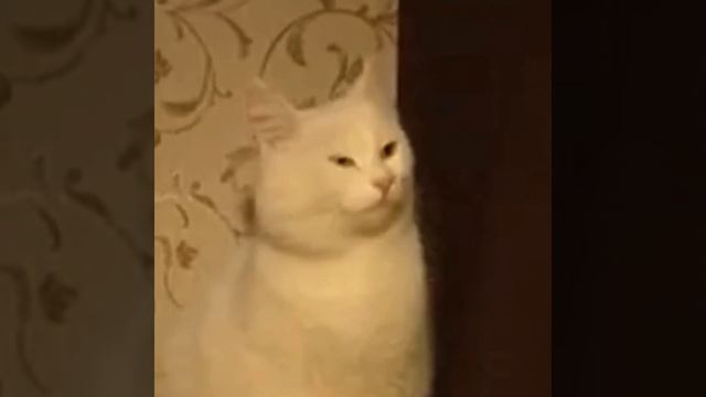 Кошка Арабка в реальной жизни!!! смотреть онлайн
