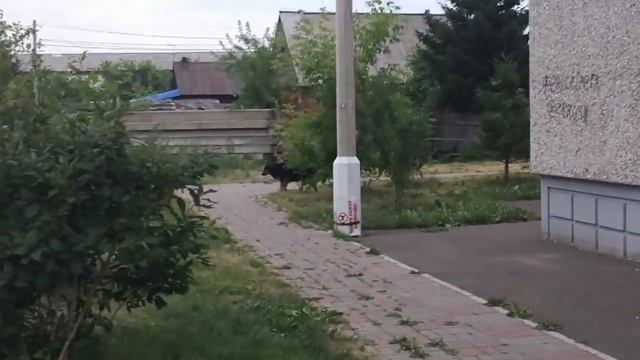 19.07.2018 г. Большая стая собак вольготно разгуливает по Красноярску смотреть онлайн