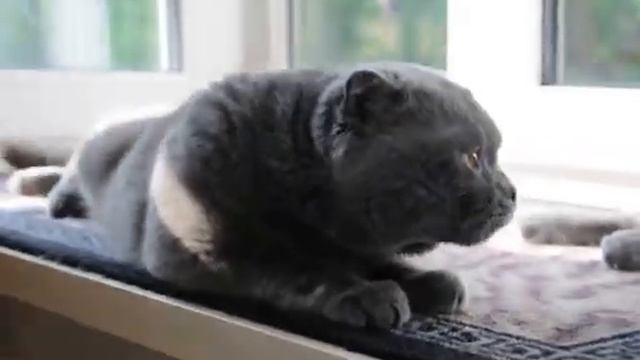 кот который любит целоваться. смотреть онлайн