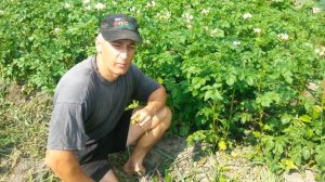 Борьба с фитофторой на картофеле. Препараты и тонкости работы.