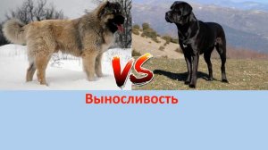 КАВКАЗСКАЯ ОВЧАРКА ПРОТИВ КАНЕ КОРСО