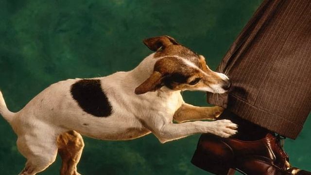 К чему снится УКУС или видеть как кто-то КУСАЕТ ВАС во сне ★ Толкование Снов ★ СОННИК 3.0™ смотреть онлайн