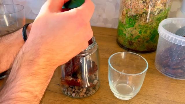 Орхидея реанимашка НИ ТУДЫ И НИ СЮДЫ! ПОБОРЮСЬ за нее! Полуоткрытая система, полублок. смотреть онлайн