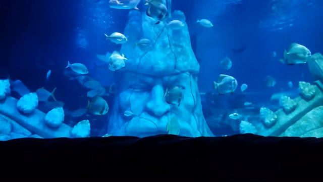 RELAXING SAXOPHONE | JAZZ & BLUES | Aquarium BACKGROUND смотреть онлайн