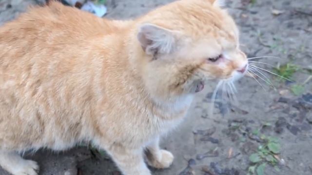 Как помочь кошке в жару ? смотреть онлайн