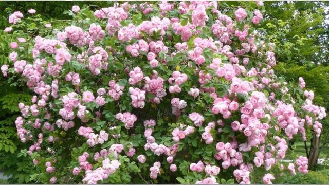 Raubritter Rose смотреть онлайн