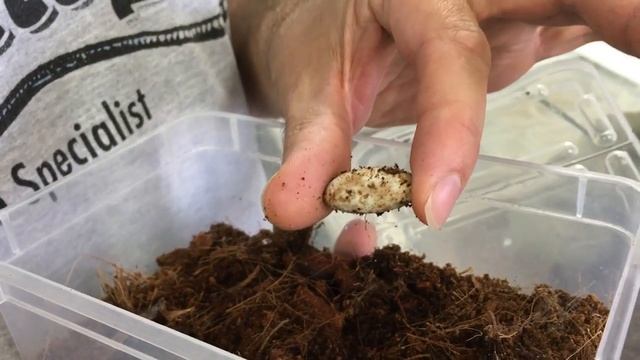 Le scinque crocodile : Installation / Présentation (Tribolonotus novaeguineae) смотреть онлайн